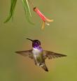 Alpine Hummingbirds-8696.jpg